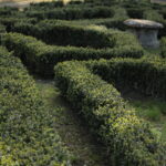 I dettagli del Giardino